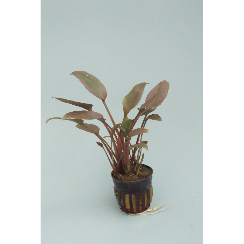 6x Cryptocoryne Wendtii rood